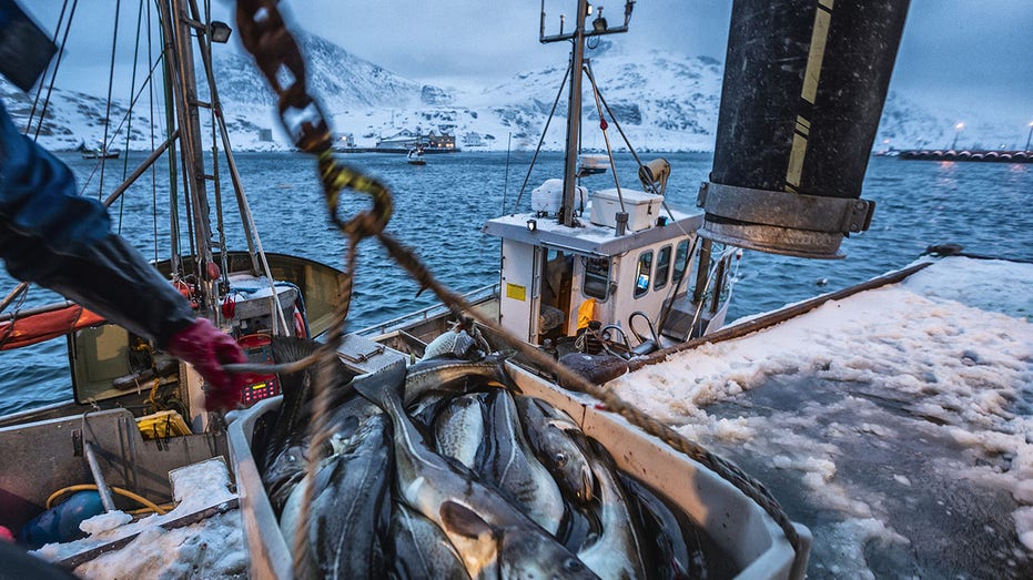 Fishing boats