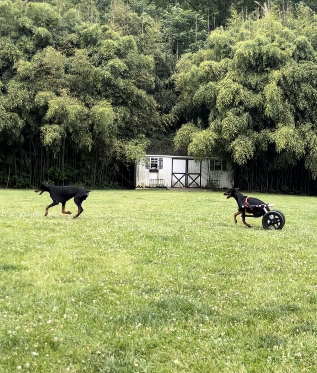 Leslie Garabedian's dogs, Stevie and Eddie, running in her backyard. Garabedian rents out her yard to other dog owners via SniffSpot.