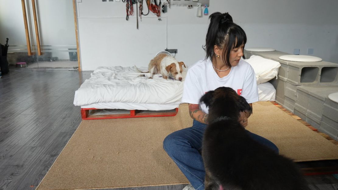 Owner Tao hangs out with dogs at Space, a dog hotel in Beijing.