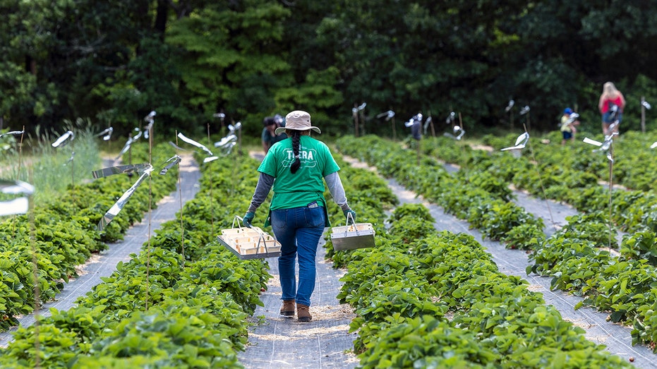 Farmers