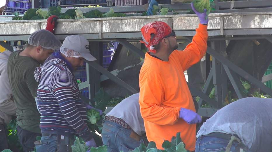 Workers on a farm chopping broccoli.